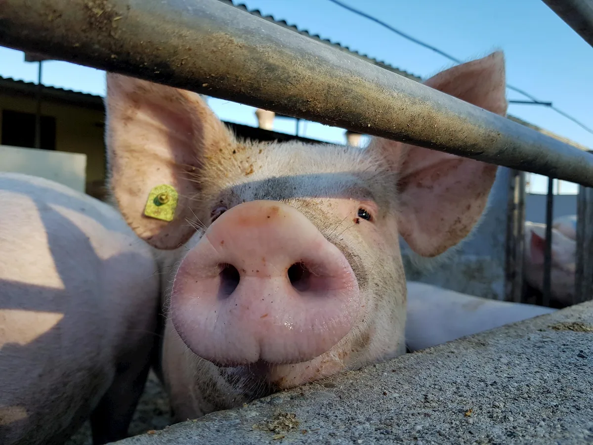 58db9ec1072982ba4354ddd922b4cac163779d8c In Belgien liegen die Schweinepreise 30 % unter dem Vorjahresniveau. (Bild BauernZeitung/Archiv)