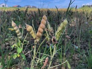 Die Lupine wäre eine interessante Ackerpflanze für die Schweiz, ihre Bitterstoffe (verschiedene Alkaloide) und die Anfälligkeit auf die Pilzkrankheit Anthraknose sind aber grosse Herausforderungen.