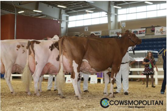 Die Absolute-Tochter Meadow Green Fanny (rechts) von Borba und Borba holte den Grand Championtitel. (Bilder Cowsmopolitan)