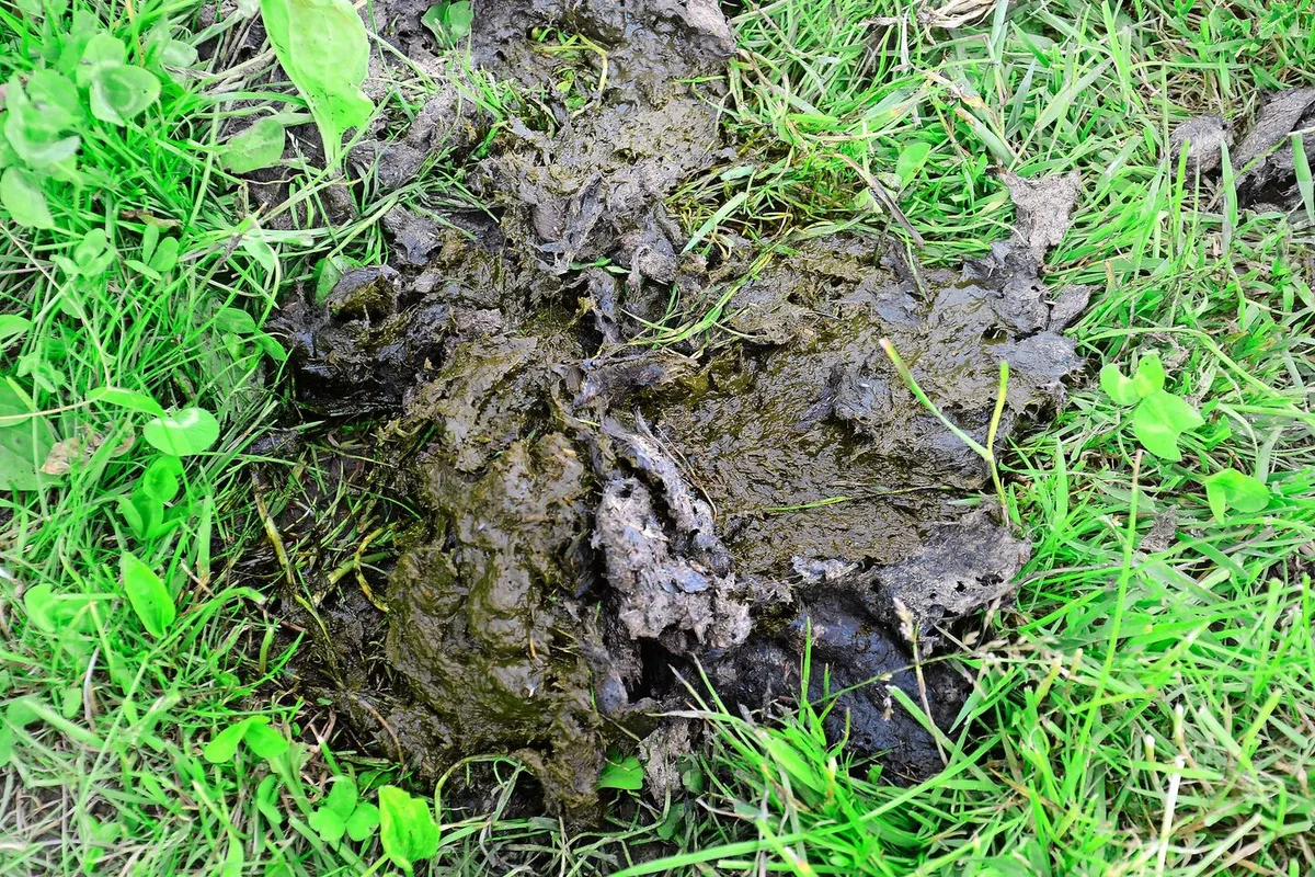 Viele Löcher in der Oberfläche eines Kuhfladens sind leider kein sicheres Zeichen für zahlreiche Mistkäfer. Diese Insekten bevorzugen eher Haufen als Fladen, sprich weniger dickflüssigen Dung auf der Weide.