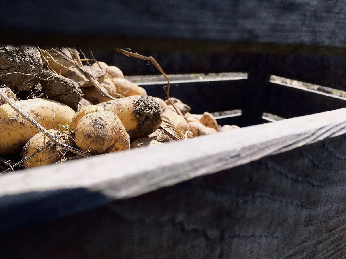 Die Schilf-Glasflügelzikade wurde in Deutschland in Kartoffeln entdeckt. Sie sei mitverantwortlich für Welkekrankheiten.