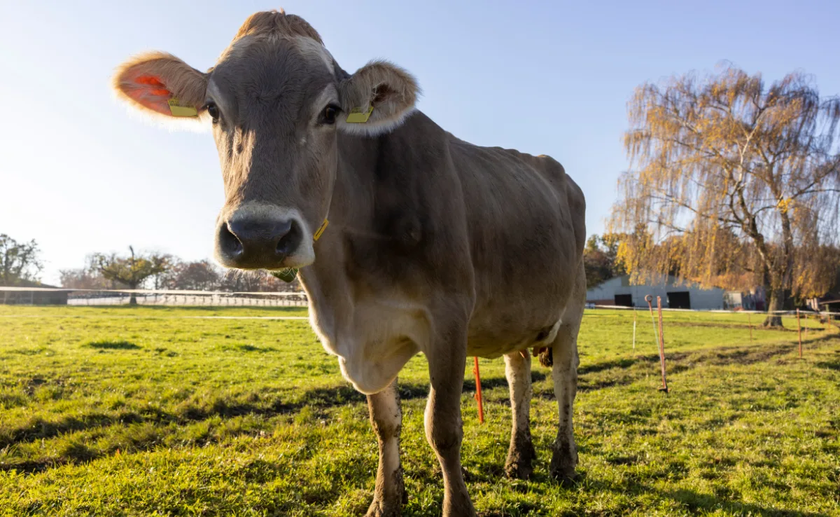 Braunvieh_Gian3 Die Kuhrassen der Schweiz