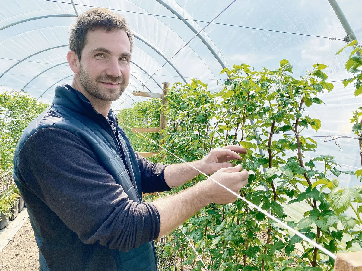 56c436a1a8bda8609c78743fae9e3fc75b03de12 Moritz Fiechter kann wegen des Raumplanungsgesetzes nur einen kleinen Teil seiner Beeren im Tunnel produzieren. Ein gänzlicher Verzicht auf Pflanzenschutzmittel ist deshalb nicht möglich. (Bilder Katrin Erfurt)