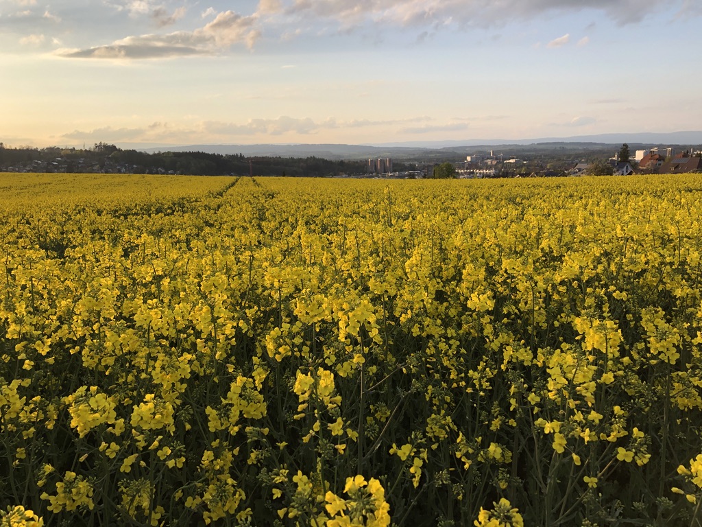 Für die Ernte 2027 kamen gleich drei neue Sorten auf die Liste der empfohlenen Winterrapssorten.