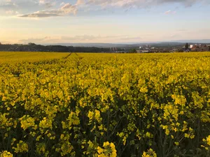 Für die Ernte 2027 kamen gleich drei neue Sorten auf die Liste der empfohlenen Winterrapssorten.