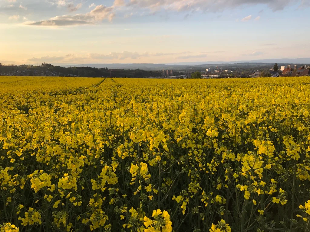 Für die Ernte 2027 kamen gleich drei neue Sorten auf die Liste der empfohlenen Winterrapssorten.