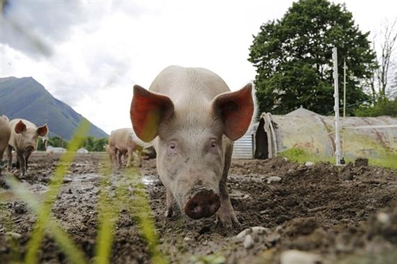 Die Märkte für Labelfleisch zeichnen sich durch einen Angebotsüberhang aus. Nun soll das bereinigt werden. (Bild lid)