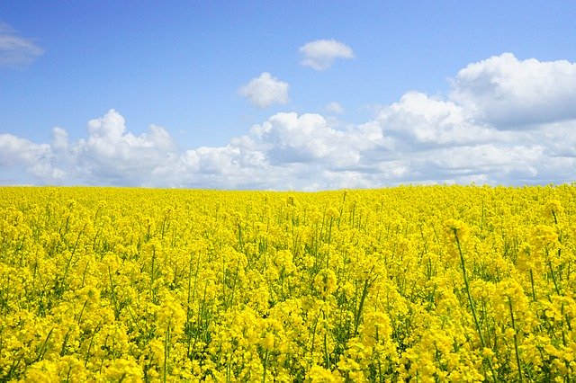 Beim Raps wird für 2020 von einer um ca. 1‘300 ha höheren Anbaufläche ausgegangen. (Symbolbild Pixabay)