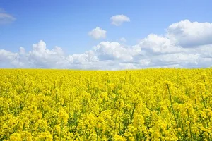 Beim Raps wird für 2020 von einer um ca. 1‘300 ha höheren Anbaufläche ausgegangen. (Symbolbild Pixabay)
