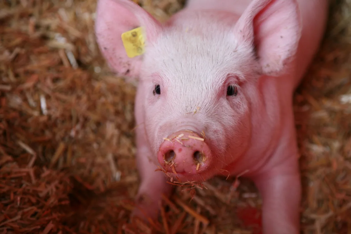 047f909d0aedb548f5c5c2d4cb1cb17c6b689e50 Die Tierwohlprämie deckt in der Schweinemast nur 91 % der Kosten der IP-Suisse-Betriebe. (Bild Agroscope)