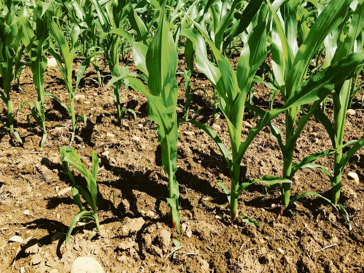 9c0be76aa580966250c353f640b8df0719d6cdb4 In spät gesäten Maisfeldern ist ein Befall mit Fritfliegenlarven erkennbar. Die geschädigten Maispflanzen bleiben im Wuchs zurück. (Bild Barbara Graf)