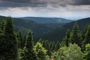 Thüringen ist für seinen Wald bekannt, der dortige Naturpark ist ein beliebtes Reiseziel. Die Fläche, die neu die Post ihr Eigen nennt, soll nach der Z-Baum-Methode bewirtschaftet werden.