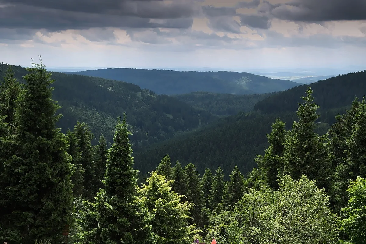wald_hans_linde Warum die Schweizer Post 2400 ha deutschen Wald kauft