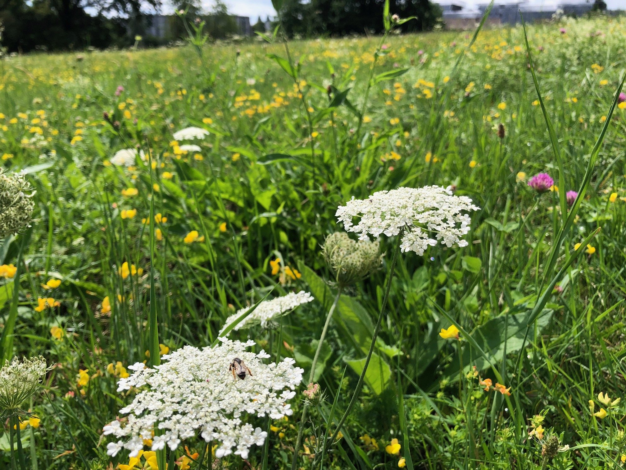 Urek-N will Gegenvorschlag zur Biodiversitäts-Initiative retten
