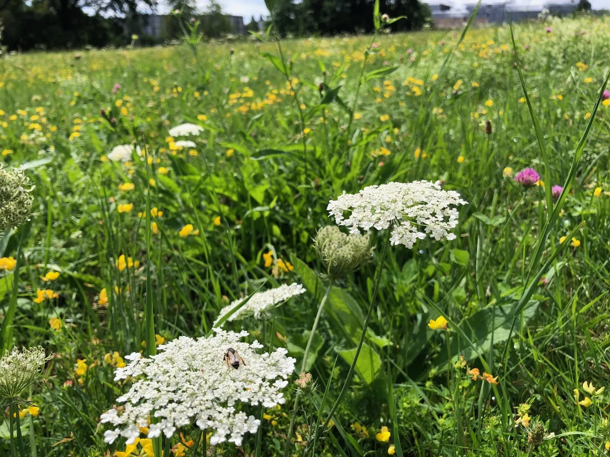 Urek-N will Gegenvorschlag zur Biodiversitäts-Initiative retten