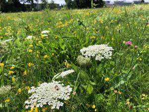 Mit dem reduzierten Gegenvorschlag müsste das Landwirtschaftsgesetz nicht geändert werden.