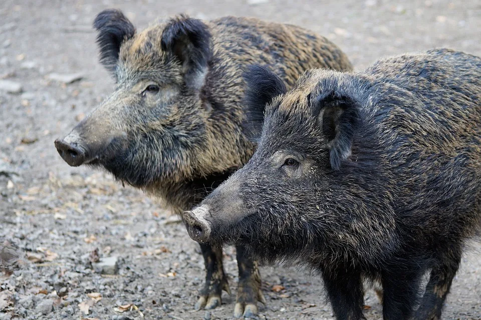 9678e4f9a30f735221fc4cfb7eace31ed17e2216 In Polen grassiert die Afrikanische Schweinepest bei Wildschweinen. (Symbolbild Pixabay)