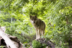 Der Wolf, der einem Zug zum Opfer fiel, könnte am gleichen Tag drei Schafe gerissen haben.