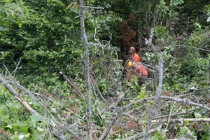 Die Bundesforste planen Investitionen von 100 Millionen Euro bis 2025 um den Wald klimafit zu machen. (Symbolbild/lid ji)