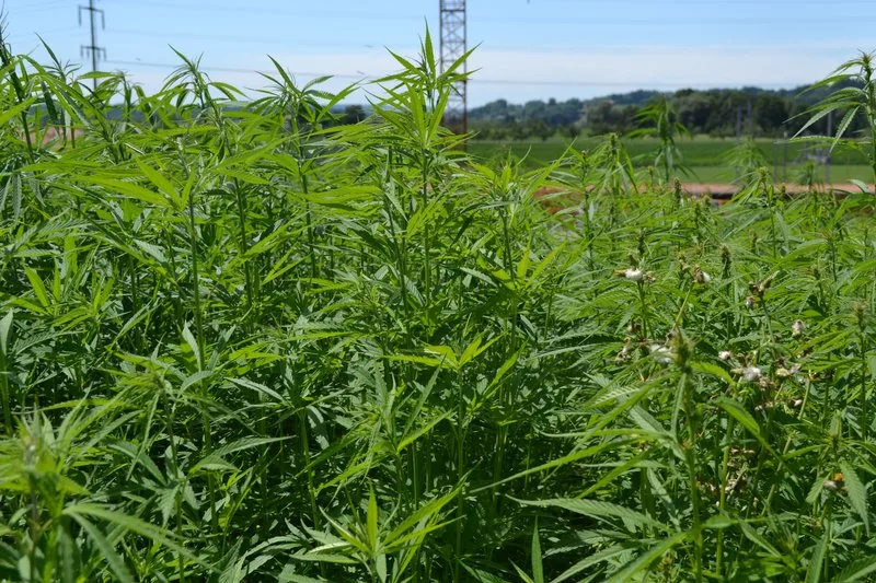 Cannabis ist zur Zeit eine gefragte Pflanze. (Bild  Jasmine Baumann)