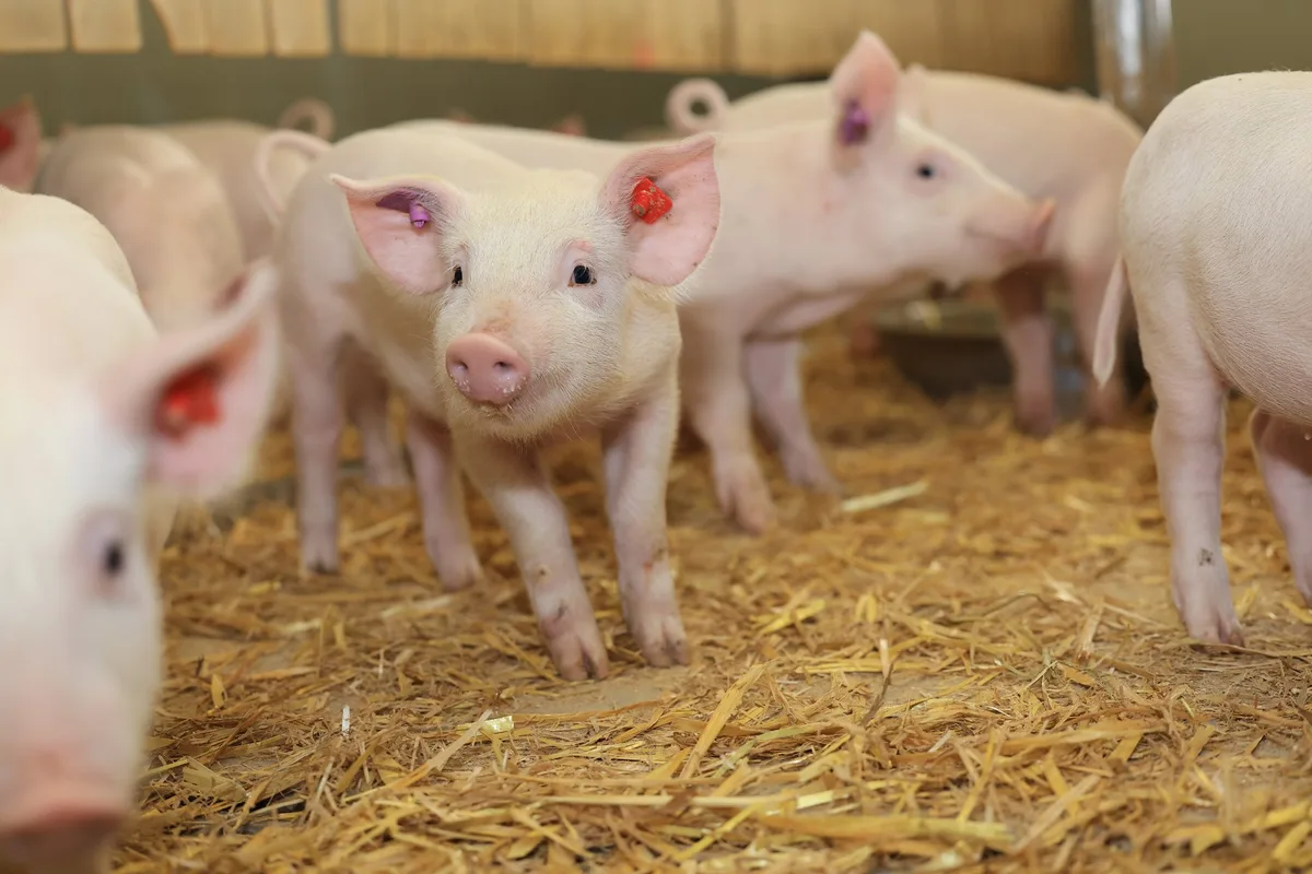 diegruene_ROETHLISBERGER_Schweinestall_1947 Die Bio-Schweinehalter stehen vor Herausforderungen
