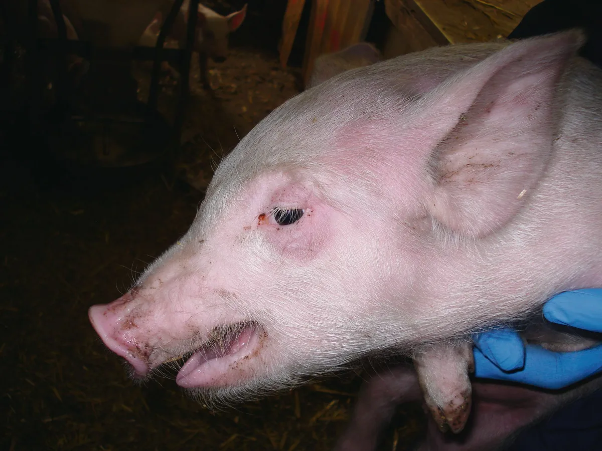 03be07c5abdf2fee6af61dabfd396de7fbc2ea58 Ein Ferkel mit Atemnot (Lufthunger) infolge Bordetellenpneumonie. Die Luftfeuchtigkeit des Betriebs lag bei 34 %. (Bild A. Estermann, SGD)