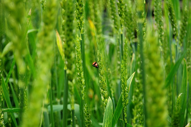 Der BVA möchte vorwiegend bestehende Naturflächen aufwerten und vernetzen. (Symbolbild Pixabay)