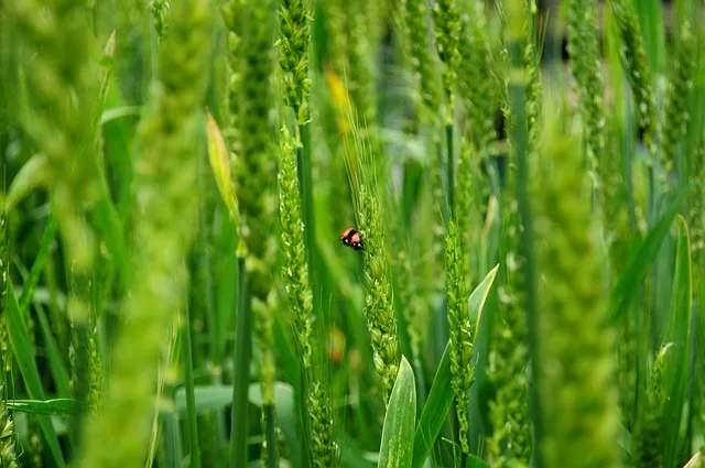 f815b75fe094e31fe52a6312cf4e3f421950fea4 Der BVA möchte vorwiegend bestehende Naturflächen aufwerten und vernetzen. (Symbolbild Pixabay)