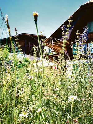 Gerade im Ökoheuet treten die regionalen Unterschiede zutage, bringen für den Landwirten einen Bürokratiedschungel und der Natur eher wenig Nutzen.(Bild Daniela Joder)