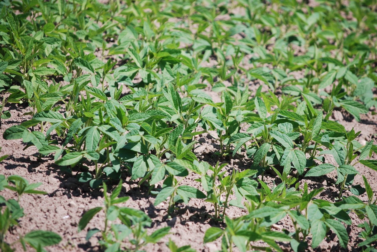 Es fehlt an Ölsaaten – Anmeldung noch möglich für Sonnenblumen, Soja und Raps