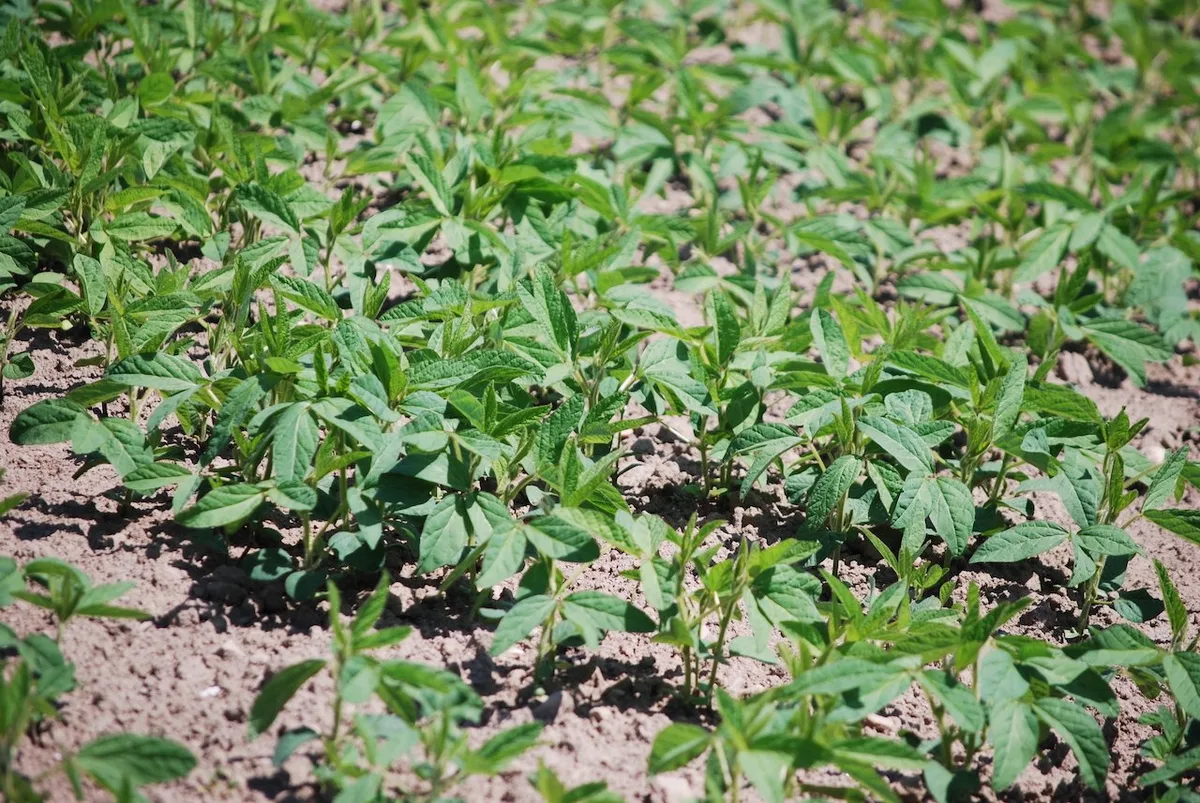 Es fehlt an Ölsaaten – Anmeldung noch möglich für Sonnenblumen, Soja und Raps