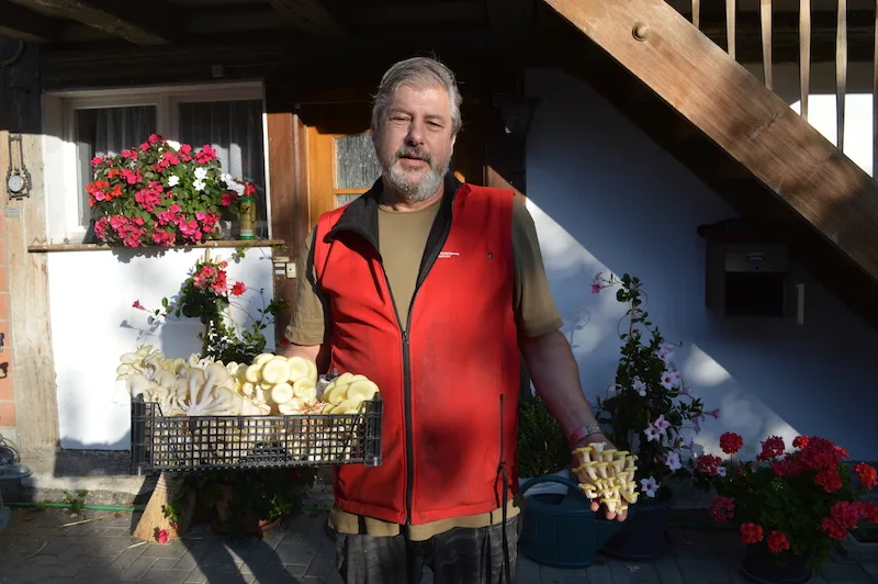 80185acf735abd0dd746a81635ed262491396570 Lorenz Laubscher kultiviert Limonenseitlinge in einem ehemaligen Schweinestall. (Bilder asa)
