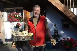 Lorenz Laubscher kultiviert Limonenseitlinge in einem ehemaligen Schweinestall. (Bilder asa)
