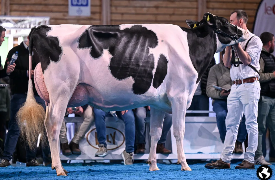 Bildschirmfoto_2026-03-30_um_12.39.08 Österreichische Kuh wird Schweizer Holstein-Nationalsiegerin – Bei den roten Kühen triumphiert eine Rubels-Tochter