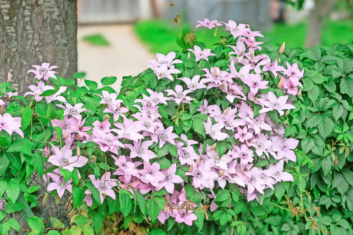 96f65e0000f1086f6dbd54033f5577abd2c892edfcce9408014fd9eee23ea034 Clematis gilt als «Königin der Kletterpflanzen». Die Sorte «Hagley Hybrid» ist grossblumig und sommerblühend. Die mehrjährige Waldrebe bevorzugt es, wenn ihre Wurzeln kühl stehen.