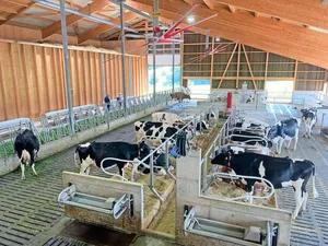 Im Stall mit viel Tierwohl stehen je zur Hälfte Holstein- und Red-Holstein-Kühe.