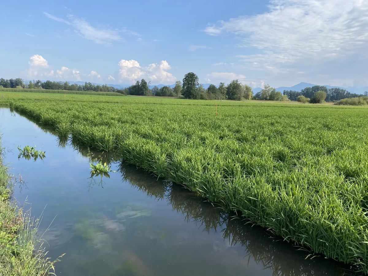 nassreisfeld-muehlau-mit-seltenen-pflanzenarten-kreuzkroeten_yvonne-fabian-agroscope Reisanbau zugunsten der Natur