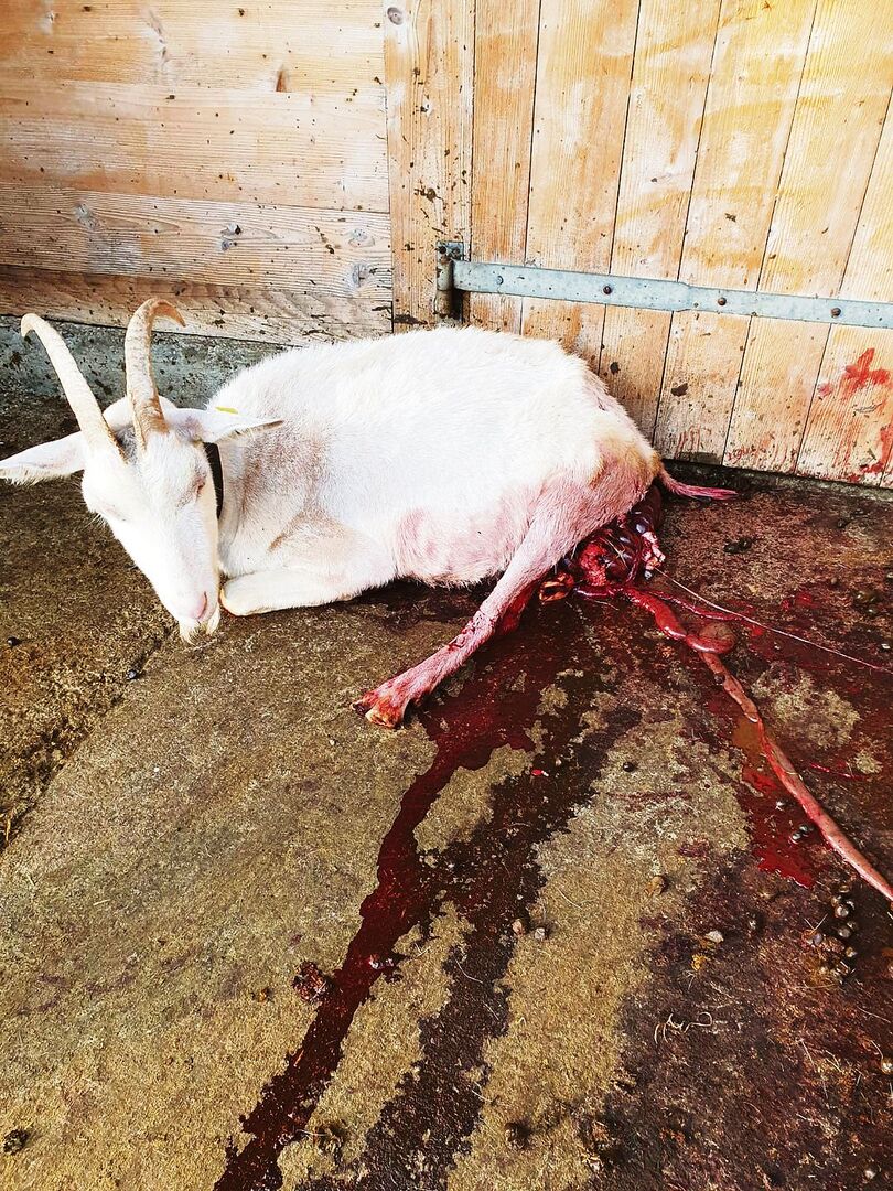 Schwer verletzt vom Wolf, schleppte sich die Ziege noch vor den Stall. Später musste sie von ihren Leiden erlöst werden.