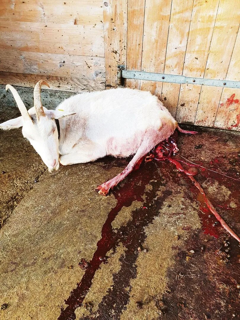 Schwer verletzt vom Wolf, schleppte sich die Ziege noch vor den Stall. Später musste sie von ihren Leiden erlöst werden.