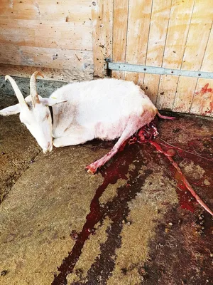 Schwer verletzt vom Wolf, schleppte sich die Ziege noch vor den Stall. Später musste sie von ihren Leiden erlöst werden.