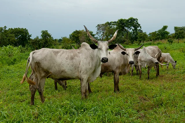 d31f5d6bfbe168798dfcfd07e0a1d947520cb49b Viehherde in Nigeria. (Symbolbild Arne Hoel/ World Bank/Flickr)