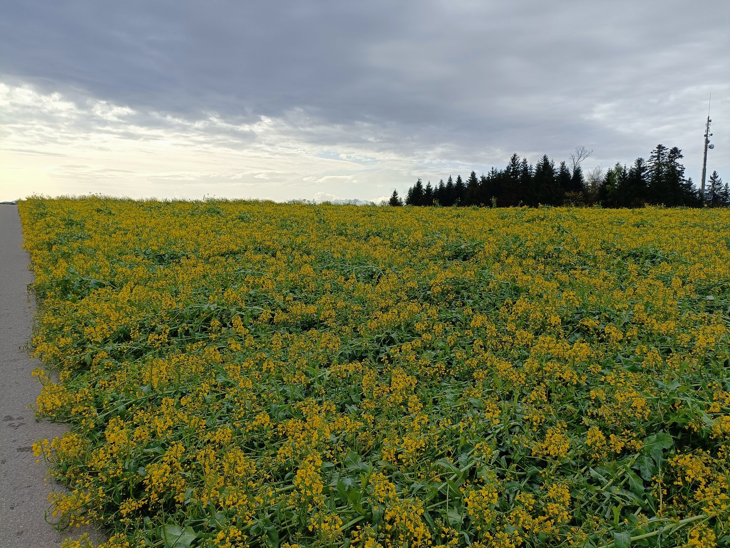 Wie können sich Landwirtinnen und Landwirte gegen Schneedruckschäden an Raps und Grasland absichern?