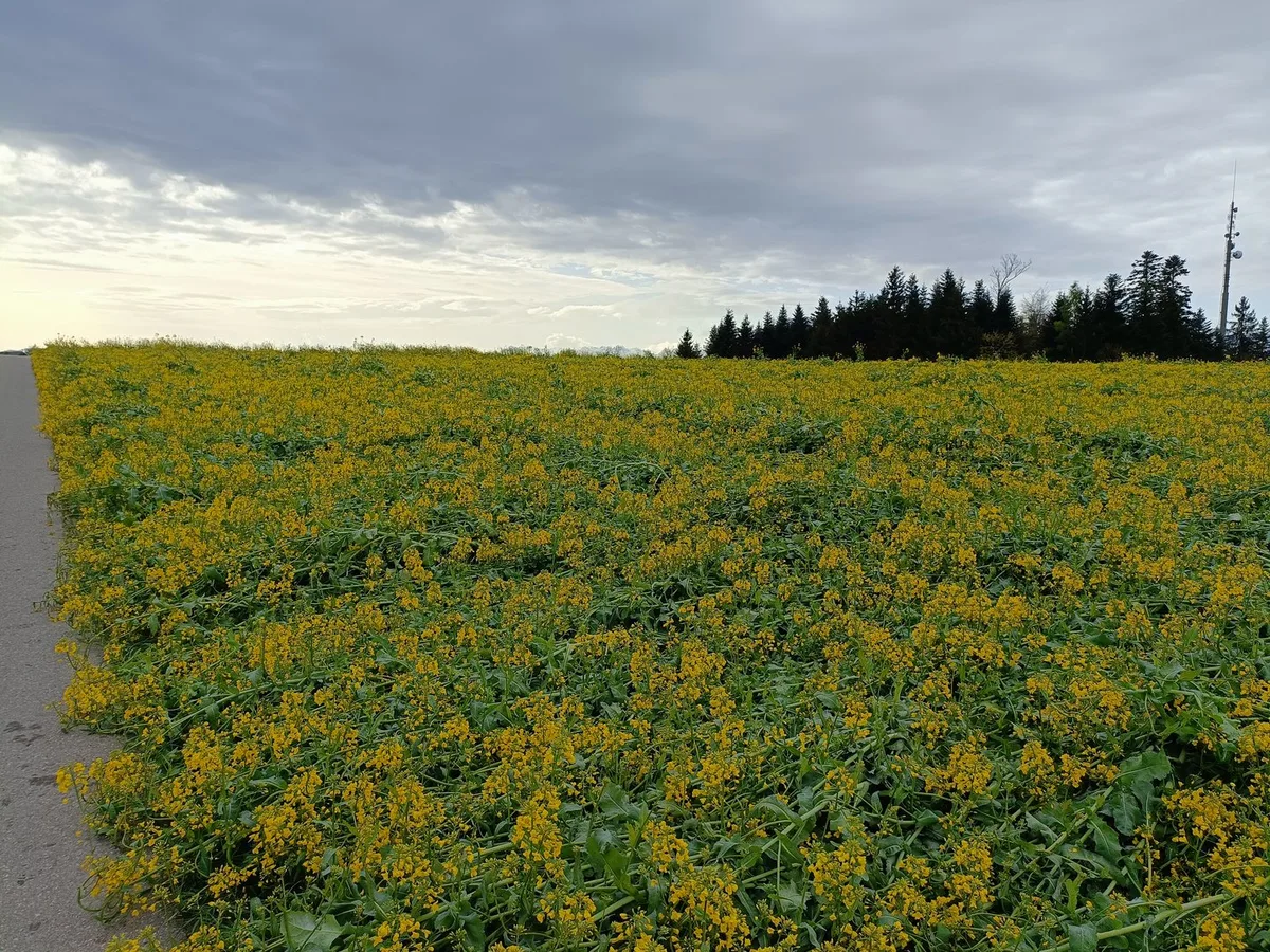 BZ-BET4-09-Fachmann-fmo Wie können sich Landwirtinnen und Landwirte gegen Schneedruckschäden an Raps und Grasland absichern?