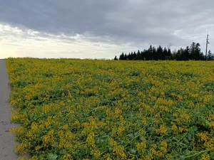 Eine Kaltfront mit ergiebigen Schneefällen bis in die Niederungen verursachte grosse Schneedruckschäden im Raps.