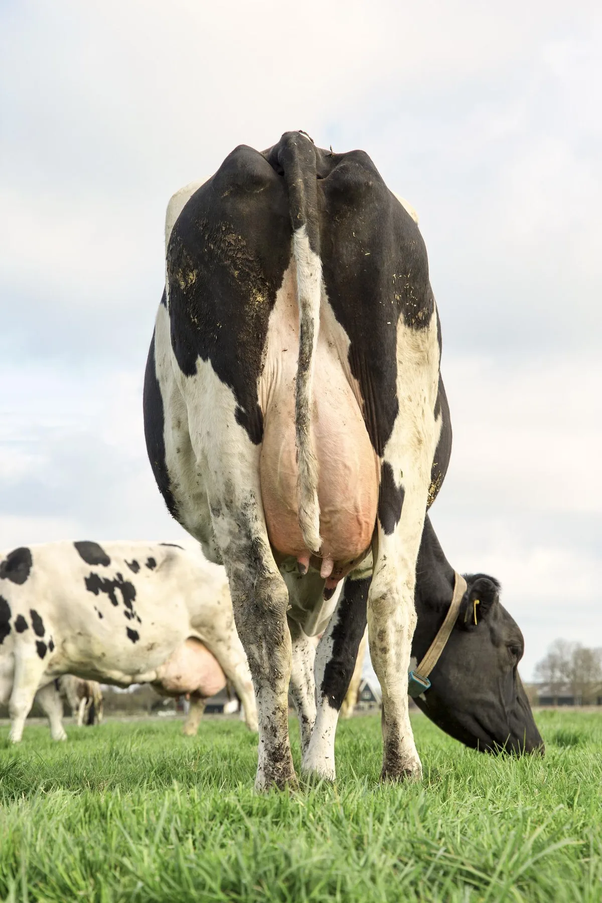 cow-g4f99fd894_1920 Subklinische Mastitis früh erkennen: Verhalten und Speichel der Tiere untersuchen