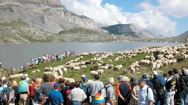 0c57c25cc79cd8919e6e5b0478711d875fac3375 Immer ein Publikumsmagnet: Das Schäferfest auf der Gemmi. (Bild myswiterzland.com)