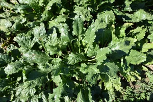 Nach der Vertrauensabstimmung des Rübenrings ist klar: Der Vorstand wird nicht geschlossen zurücktreten, wie dies die Klimagruppe gefordert hatte. (Bild BauernZeitung/sjh)