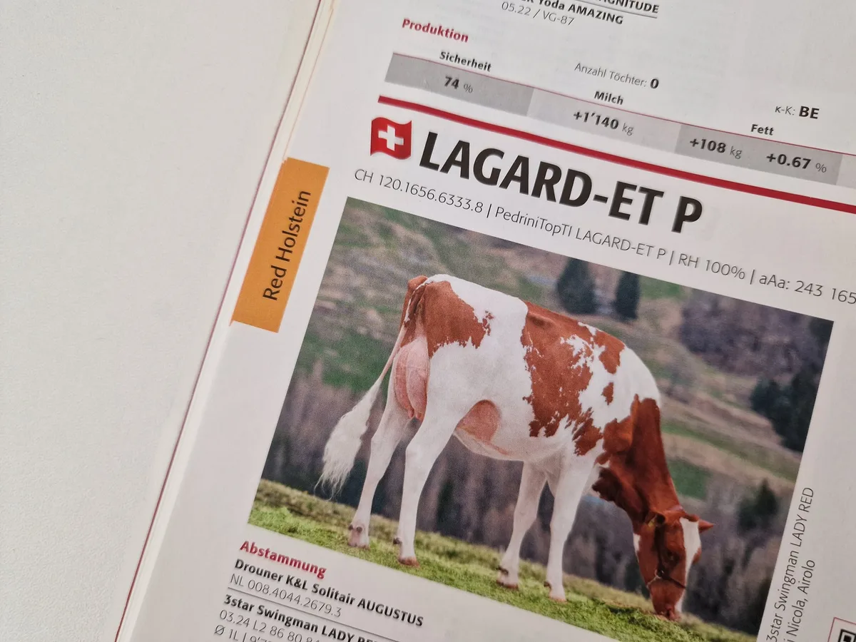Lagard-ET_ist_eienr_de_rbeidne_Stiere__die_Swissgenetics_aus_dem_Angebot_streichen_musste.__Bils_sb_ Ist der fehlerhafte Tessiner Züchter zurück zu Braunvieh?