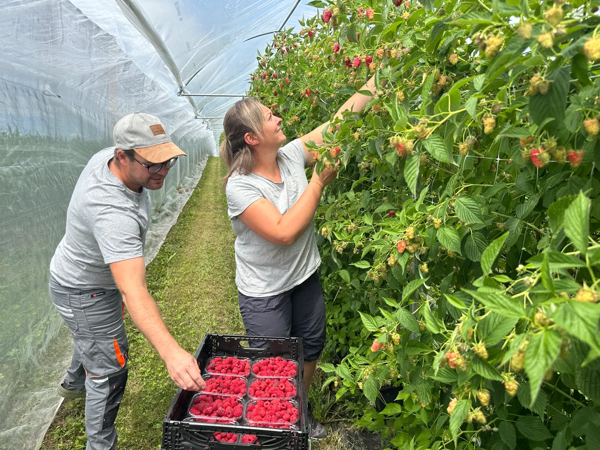 Chantal Furrer (r.) und ihr Partner Mathias Haldimann in der rund eine halbe Hektar grossen Himbeerenanlage. Die Ernte der Sorte Optima startet unmittelbar und dauert nach einem kurzen Unterbruch bis zu den ersten Frösten, Mitte November. 