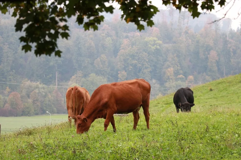 mutterkuehe_rae Wie Mutterkuh Schweiz einen Beitrag zum Klimaschutz leisten will